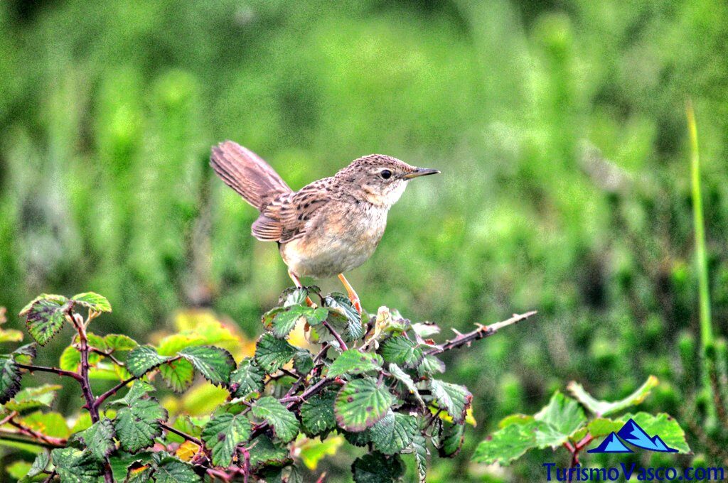Observación de Aves