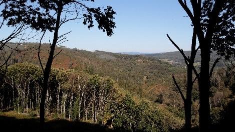 Ruta Botánica