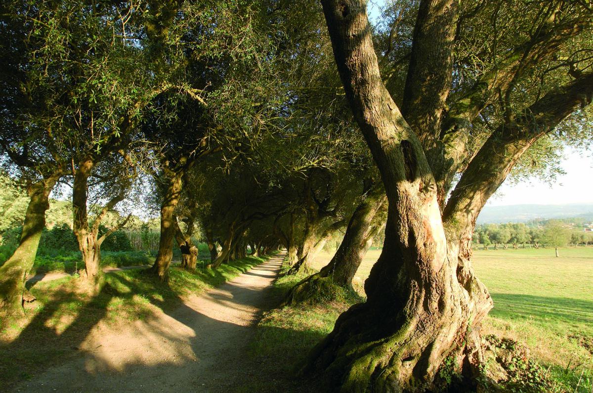 Ruta Botánica